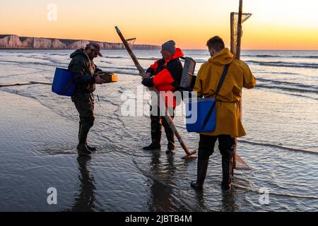 Frankreich, Somme, Ault, zwei Stunden vor Ebbe kommen die Fischer mit ihrem Netz, um nach Garnelen (Crangon crangon) zu fischen, indem sie dieses Netz vor sich schieben und an der Küste entlang gehen Stockfoto