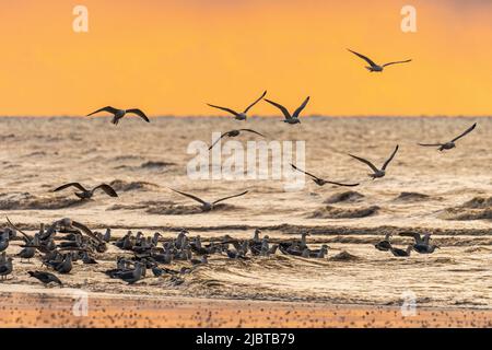 Frankreich, Somme, Ault, ein Frühlingsabend am Strand in Ault während das kalte Wetter die Touristen verschreckt hat und nur die Möwen und ein paar mutige Menschen es wagen, draußen zu bleiben Stockfoto