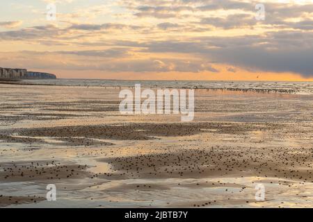 Frankreich, Somme, Ault, ein Frühlingsabend am Strand in Ault während das kalte Wetter die Touristen verschreckt hat und nur die Möwen und ein paar mutige Menschen es wagen, draußen zu bleiben Stockfoto