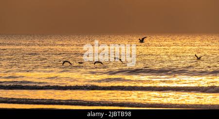 Frankreich, Somme, Ault, Möwen und Möwen am Strand von Ault bei Sonnenuntergang Stockfoto