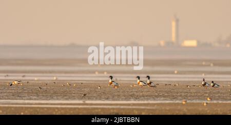 Frankreich, Somme, Le Crotoy, Shelducks (Tadorna tadorna) und Dunlin (Calidris alpina) in der Somme Bay vor Hourdel Stockfoto