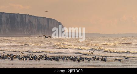 Frankreich, Somme, Ault, ein Frühlingsabend am Strand in Ault während das kalte Wetter die Touristen verschreckt hat und nur die Möwen und ein paar mutige Menschen es wagen, draußen zu bleiben Stockfoto