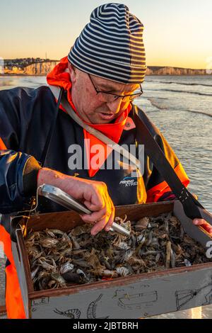 Frankreich, Somme, Ault, zwei Stunden vor Ebbe kommen die Fischer mit ihrem Netz, um nach Garnelen (Crangon crangon) zu fischen, indem sie dieses Netz vor sich schieben und an der Meeresfront entlang gehen, wenn das Netz hochgezogen wird, Krabben, kleine Fische (vor allem Weißfische) Und zu kleine Garnelen müssen ins Wasser zurückgeführt werden Stockfoto