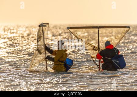 Frankreich, Somme, Ault, zwei Stunden vor Ebbe kommen die Fischer mit ihrem Netz, um nach Garnelen (Crangon crangon) zu fischen, indem sie dieses Netz vor sich schieben und an der Küste entlang gehen Stockfoto