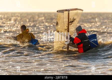 Frankreich, Somme, Ault, zwei Stunden vor Ebbe kommen die Fischer mit ihrem Netz, um nach Garnelen (Crangon crangon) zu fischen, indem sie dieses Netz vor sich schieben und an der Küste entlang gehen Stockfoto