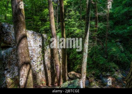 Ein großer Felsbrocken blockiert den Blick auf die kleine Schlucht, in der ein Bach über Felsen in der schattigen Waldszene im ländlichen Tennessee, USA, fließt. Stockfoto