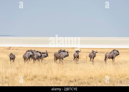 Namibia, Kunene Region, Etosha Nationalpark, zwischen Halali und Namutoni Camps, Blue Wildebeest oder Black-Tailed Wildebeest (Connochaetes taurinus) vor der riesigen Salzpfanne Stockfoto