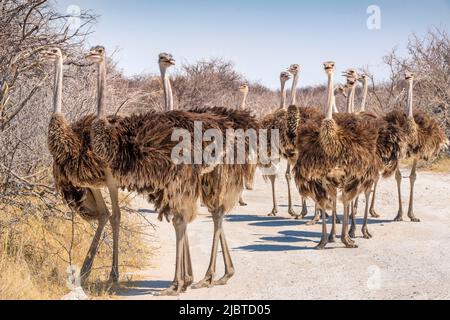 Namibia, Kunene-Region, Etosha-Nationalpark, Klein Okevi Waterhole, Afrikanischer Strauß (Struthio camelus) auf Wanderwegen Stockfoto