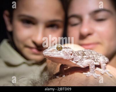 Namibia, Region Kunene, Etosha Nationalpark, Namutoni Camp, 2 junge Mädchen beobachten nachts einen Gecko Stockfoto