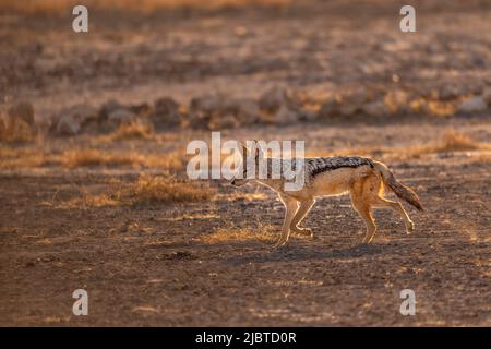 Namibia, Kunene Region, Etosha Nationalpark, Shudop Waterhole, Black-Backed Jackal (Canis mesomelas) Stockfoto