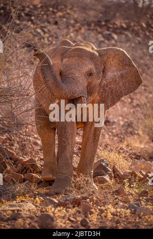 Namibia, Damaraland, Bergsig, Wüstenelefantenfamilie (Loxodonta africana) Stockfoto