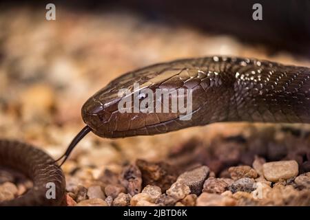 Namibia, Skeleton Coast, Erongo Region, Swakopmund, Snake Park vivarium, Schwarze Mamba (Dendroaspis polylepis) Stockfoto