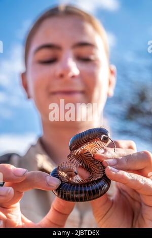 Namibia, Otjozondjupa Region, Otjiwarongo, Junges Mädchen, das einen afrikanischen Riesen-Tausendfüßler oder Tausendfüßler (Archispirostreptus gigas) beobachtet Stockfoto