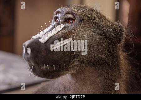 Namibia, Otjozondjupa Region, Otjiwarongo, Kings Taxidermy, Präparierwerkstatt für Jagdtrophäen Stockfoto