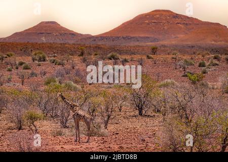 Namibia, Kunene-Region, Damaraland, Palmwag, angolanische Giraffe (Giraffa camelopardalis angolensis) in der Wüste Stockfoto