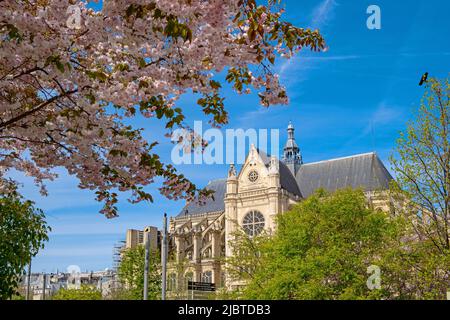 Frankreich, Paris (75), Les Halles, Nelson-Mandela-Garten; blühender Kirschbaum mit der Kirche Saint Eustache Stockfoto