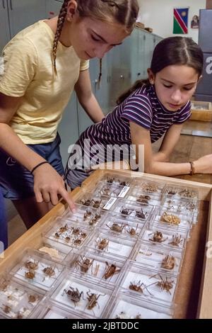 Namibia, Region Khomas, Windhoek, National Museum of Natural History, Department of Entomology Collection Stockfoto