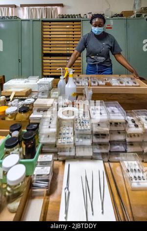 Namibia, Region Khomas, Windhoek, National Museum of Natural History, Sammlung der Abteilung für Entomologie Stockfoto