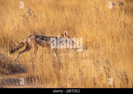 Namibia, Kunene-Region, Etosha-Nationalpark, Schwarzrückenjackal (Canis mesomelas) in der Savanne bei Sonnenuntergang Stockfoto