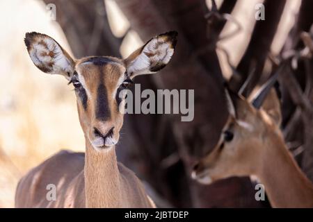 Namibia, Region Kunene, Etosha Nationalpark, schwarzgesichtige Impalas (Aepyceros melampus petersi) Weibchen Stockfoto