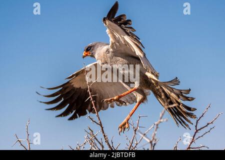 Namibia, Kunene-Region, Etosha-Nationalpark, Chanting Goshawk (Melierax canorus) Stockfoto