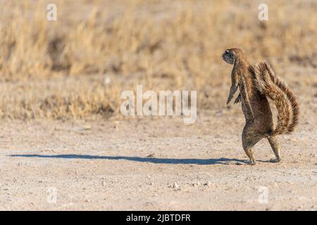 Namibia, Kunene Region, Etosha Nationalpark, Kapbodenhörnchen (Xerus inauris) Stockfoto