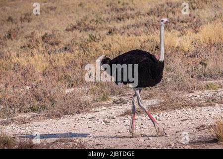 Namibia, Kunene Region, Etosha Nationalpark, zwischen Okaukuejo und Halali, Afrikanischer Strauß (Struthio camelus) männlich Stockfoto