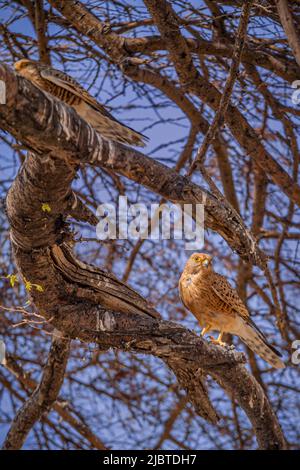 Namibia, Kunene Region, Etosha Nationalpark, zwischen Okaukuejo und Halali, paar Kestrels (Falco tinnunculus) Stockfoto