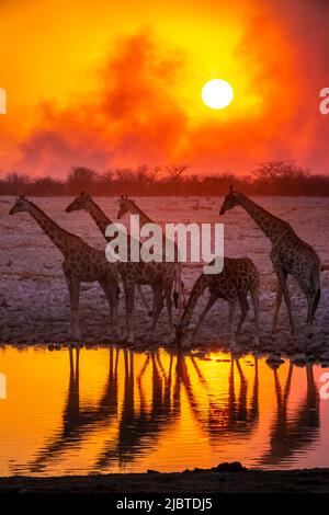 Namibia, Region Kunene, Etosha Nationalpark, Okaukuejo Camp, angolanische Giraffen (Giraffa camelopardalis angolensis) am Wasserloch, bei Sonnenuntergang Stockfoto