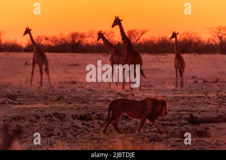 Namibia, Region Kunene, Etosha Nationalpark, Okaukuejo Camp, Löwe (Panthera leo) bei Sonnenuntergang an einer Gruppe angolanischer Giraffen (Giraffa camelopardalis angolensis) vorbei Stockfoto