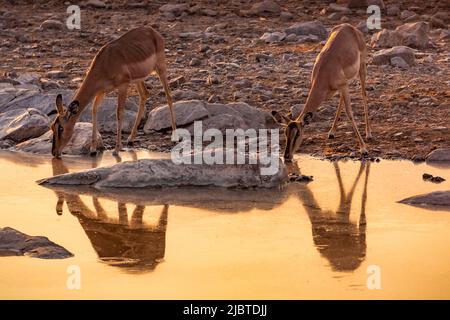 Namibia, Kunene Region, Etosha Nationalpark, Halali Camp, weibliche Schwarzgesichtige Impalas (Aepyceros melampus petersi) bei Sonnenuntergang am Moringa Wasserloch Stockfoto