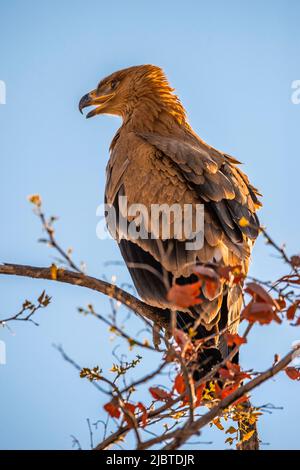 Namibia, Region Kunene, Etosha Nationalpark, zwischen Halali und Namutoni Camps, Steppe Eagle (Aquila nipalensis) Stockfoto