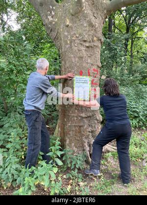 Berlin, Deutschland. 08.. Juni 2022. Mitarbeiter des Grünraumbüros Bezirksamt Charlottenburg-Wilmersdorf setzen im Volkspark Wilmersdorf eine Warnung vor Eichenprozessionär-Motte ein. Die Berliner Gesundheitsbehörde des Senats hat eine Warnung vor den Raupen des Eichenprozessionärs ausgesprochen. Quelle: Marion van der Kraats/dpa-Zentralbild/dpa/Alamy Live News Stockfoto