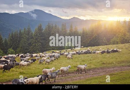Hoch in den Bergen bei Sonnenuntergang weiden Hirten Rinder zwischen dem Panorama der wilden Wälder und Felder der Karpaten. Schafe liefern Wolle, Milch und Stockfoto