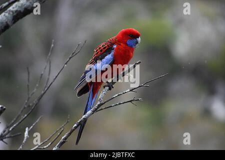 Purpurrote Rosella, die nach dem Hagelsturm in Armidale, Australien, wunderschön auf einem Baum ausgetrocknet ist Stockfoto