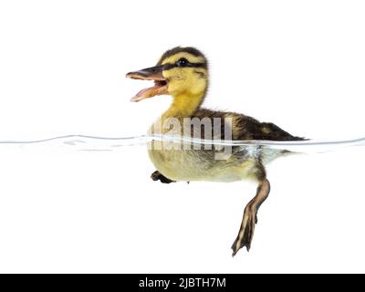 Niedliche kleine Ente mit Spaß im Wasser. Duckie hat Spaß. Fotografiert halb unter und halb über Wasser. Isoliert auf weißem Hintergrund. Stockfoto