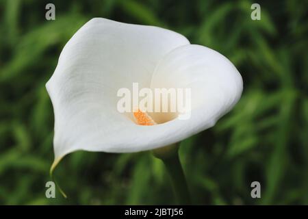 Blühende Calla Lily (Arum Lily, Gold Calla) Blume, Nahaufnahme von weißen mit gelben Calla Lily in voller Blüte im Garten Stockfoto