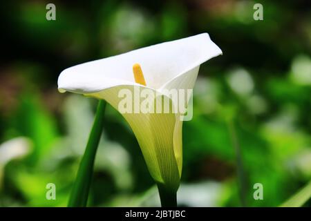 Blühende Calla Lily (Arum Lily, Gold Calla) Blume, Nahaufnahme von weißen mit gelben Calla Lily (Arum Lily, Gold Calla) in voller Blüte im Garten Stockfoto