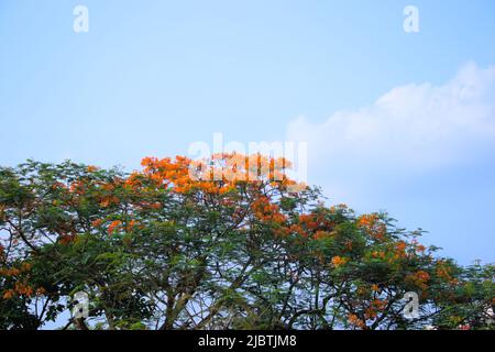 Flame Tree oder Krishnachura oder Gulmohar. Große rote Blumenpflanze. Stockfoto