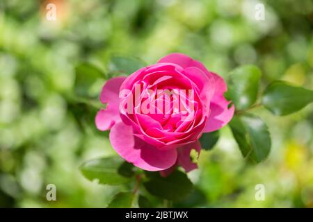 Von oben nach unten auf einer rosa Rose. Grüner, verschwommener Hintergrund. Stockfoto