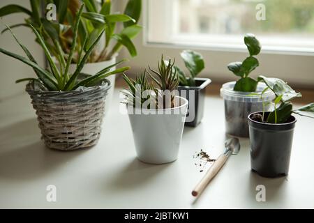 Kleine Homöpflanzen am Fensterkaktus, Sukkulenten, Aloe Vera. Topfpflanzen auf Fensterbank Stockfoto