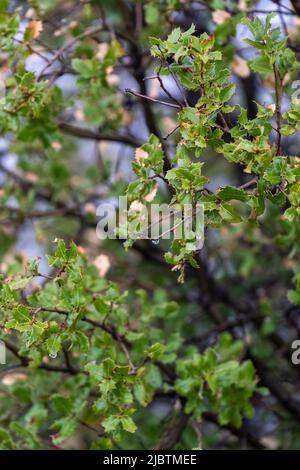Selektive Fokusaufnahme des Dornbusches. Stockfoto