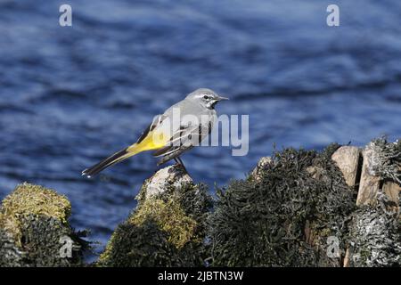 Gebirgsstelze Stockfoto