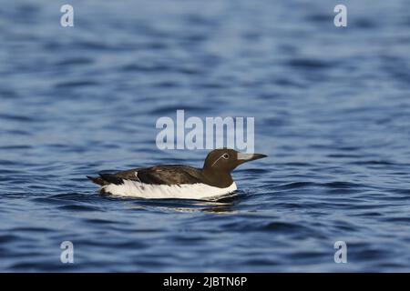 Gemeiner Guillemot (gebremste Form) Stockfoto