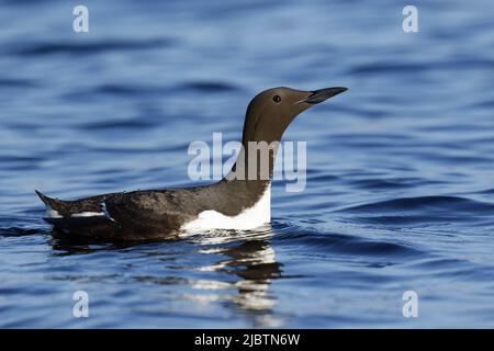 Gemeinsamen Guillemot Stockfoto