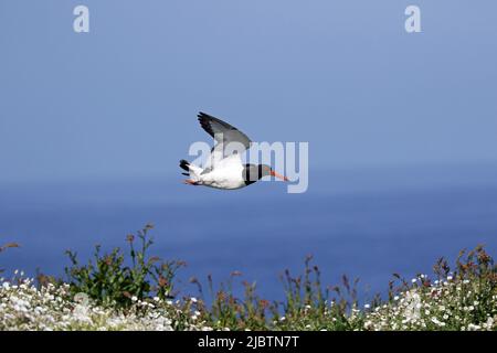 Austernfischer im Flug Stockfoto