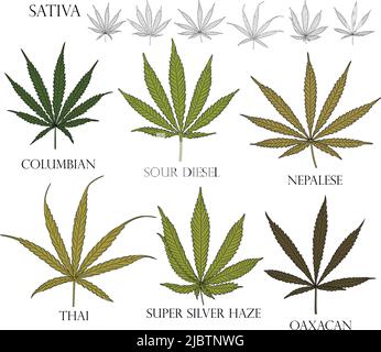 Arten von Unkraut. Illustration verschiedener Sativa-Cannabisblätter in Farbe und schwarzem Umriss für den Einsatz in der Medizin und Kosmetologie. Stock Vektor