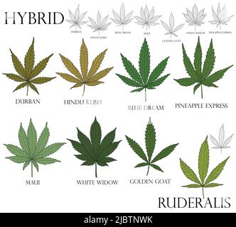 Arten von Unkraut. Illustration verschiedener hybrider Cannabisblätter in Farbe und schwarzer Umrandung für den Einsatz in der Medizin und Kosmetologie. Ruderalis. Stock Vektor