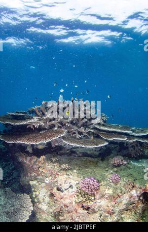 Lingshui. 8.. Juni 2022. Das am 8. Juni 2022 aufgenommene Foto zeigt Korallen in den Gewässern der Insel Fenjiezhou in der Provinz Hainan, Südchina. Am 8. Juni ist der Welttag der Ozeane. Um die lokale Unterwasserökologie zu schützen, bauen und verpflanzen Fenjiezhou Scenic Area Authorities zusammen mit Ozeanforschern und Fischern seit 2004 Korallen. Nach Jahren des Schutzes und der Restaurierung hat sich die Korallendeckungsrate der Gewässer der Insel Fenjiezhou erhöht. Die Verbesserung des Unterwasserökosystems hat mehr Meerestiere angezogen. Quelle: Zhang Liyun/Xinhua/Alamy Live News Stockfoto