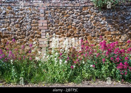 Roter Baldrian, Centranthus ruber, & weißer Baldrian, Centranthus ruber Albus, wächst an der Basis einer überwiegend aus Stein gewachsenen Mauer in Norfolk. Stockfoto